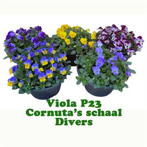 Afbeelding van Viola P23 Schaal diverse kleuren